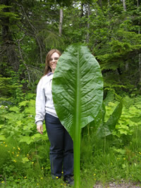 skunk cabbage