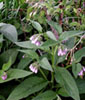 comfrey