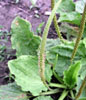 plantain