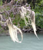 usnea