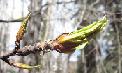 cottonwood bud